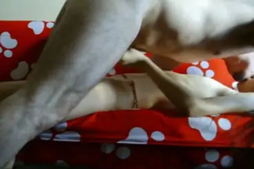 Live ABG Bispak Jakarta di Hotel Bintang Lima Skandal Viral 2026